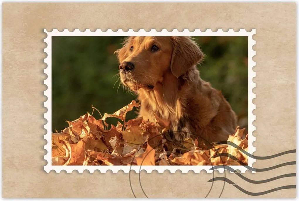 Poszterek 60x40 Őszi kutya portré fotó