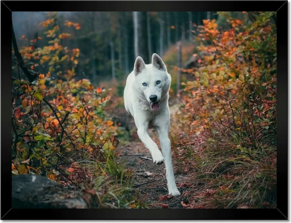 Poszterek keretben 40x30 Kutya Kutyák