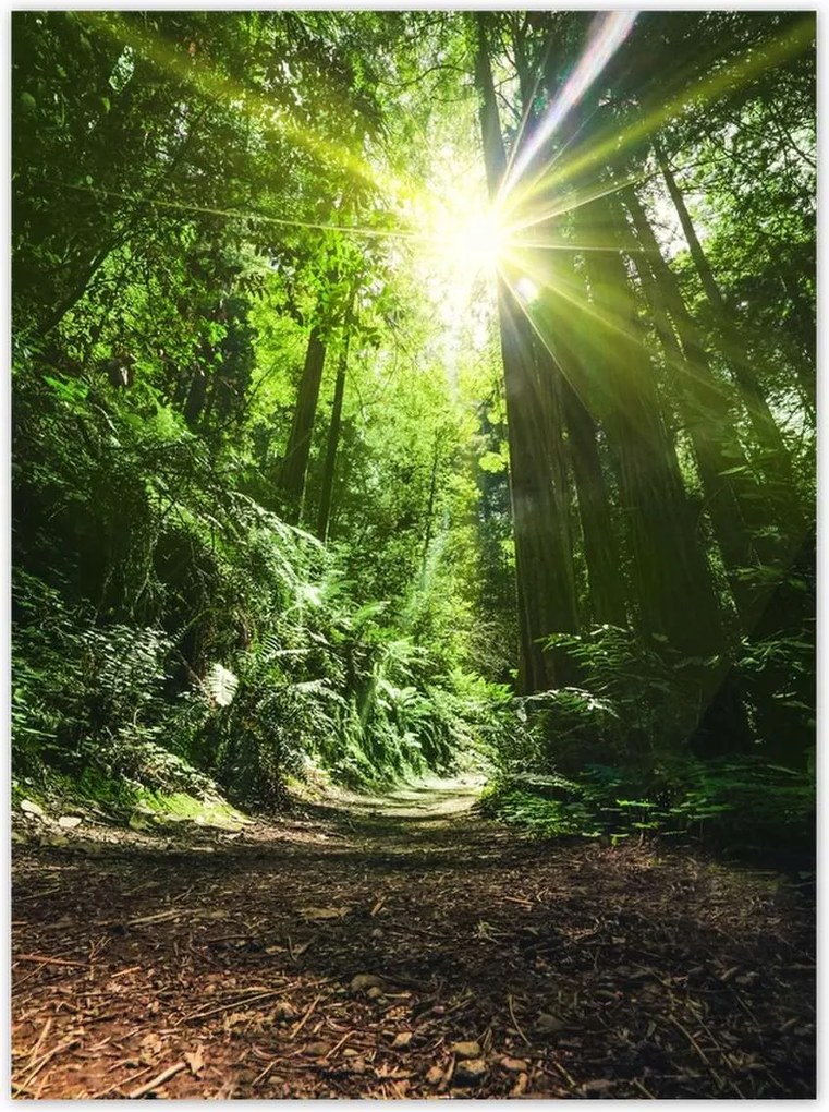 Poszterek 100x135 Varázslatos erdő Tájkép