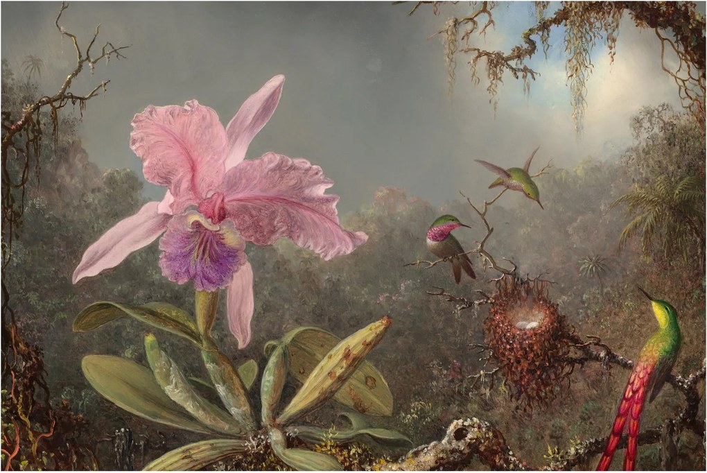 Kép - Martin Johnson Heade, Cattleya Orchid and Three Hummingbirds, reprodukciók (90x60 cm)