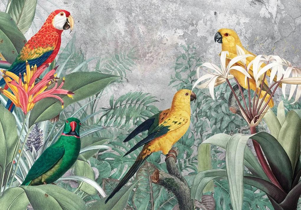 Fotótapéta - Papagájok (152,5x104 cm)