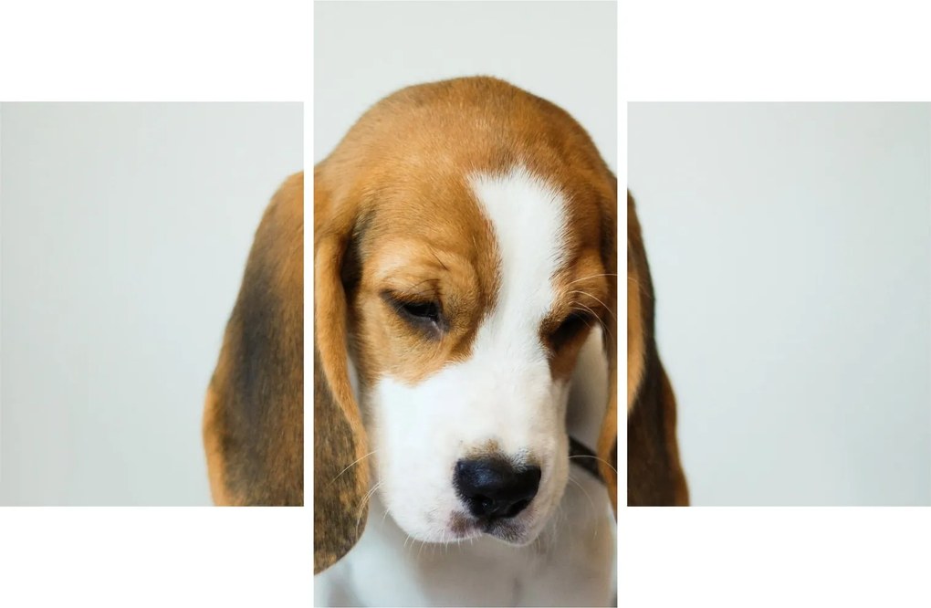 Beagle képe (90x60 cm)