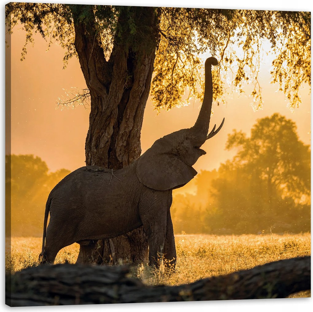 Vászonkép Pózoló elefánt szavanna naplemente 50X50 cm
