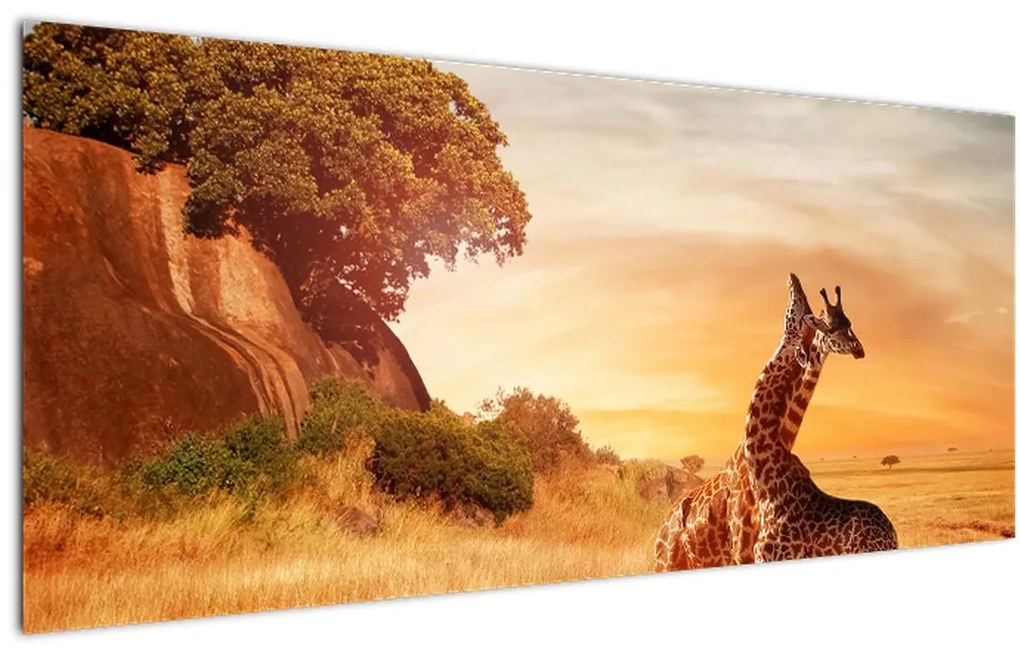 Kép - Zsiráfok Afrikában (120x50 cm)