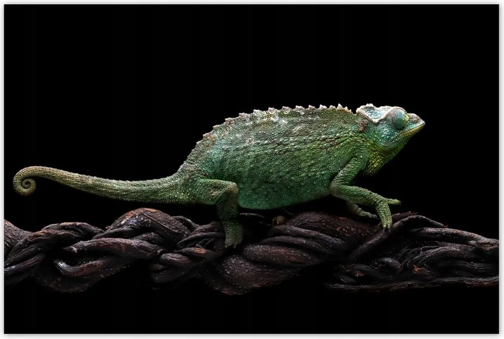 Poszterek 120x80 Hosszú zöld kaméleon