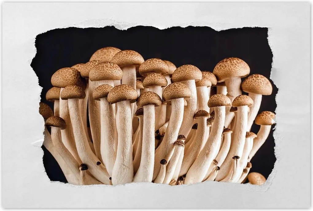 Poszterek 90x60 Gomba az erdőben Közelkép