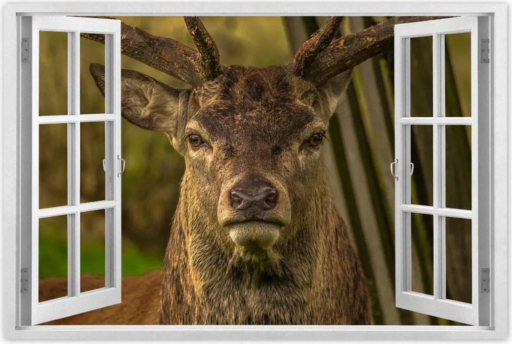 Poszterek 90x60 Szarvas tekintet