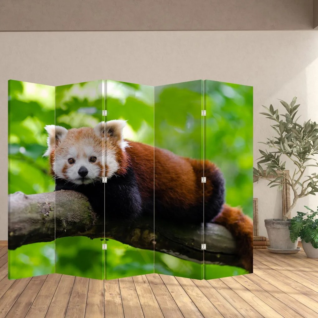 Paraván - Vörös panda (210x170 cm)