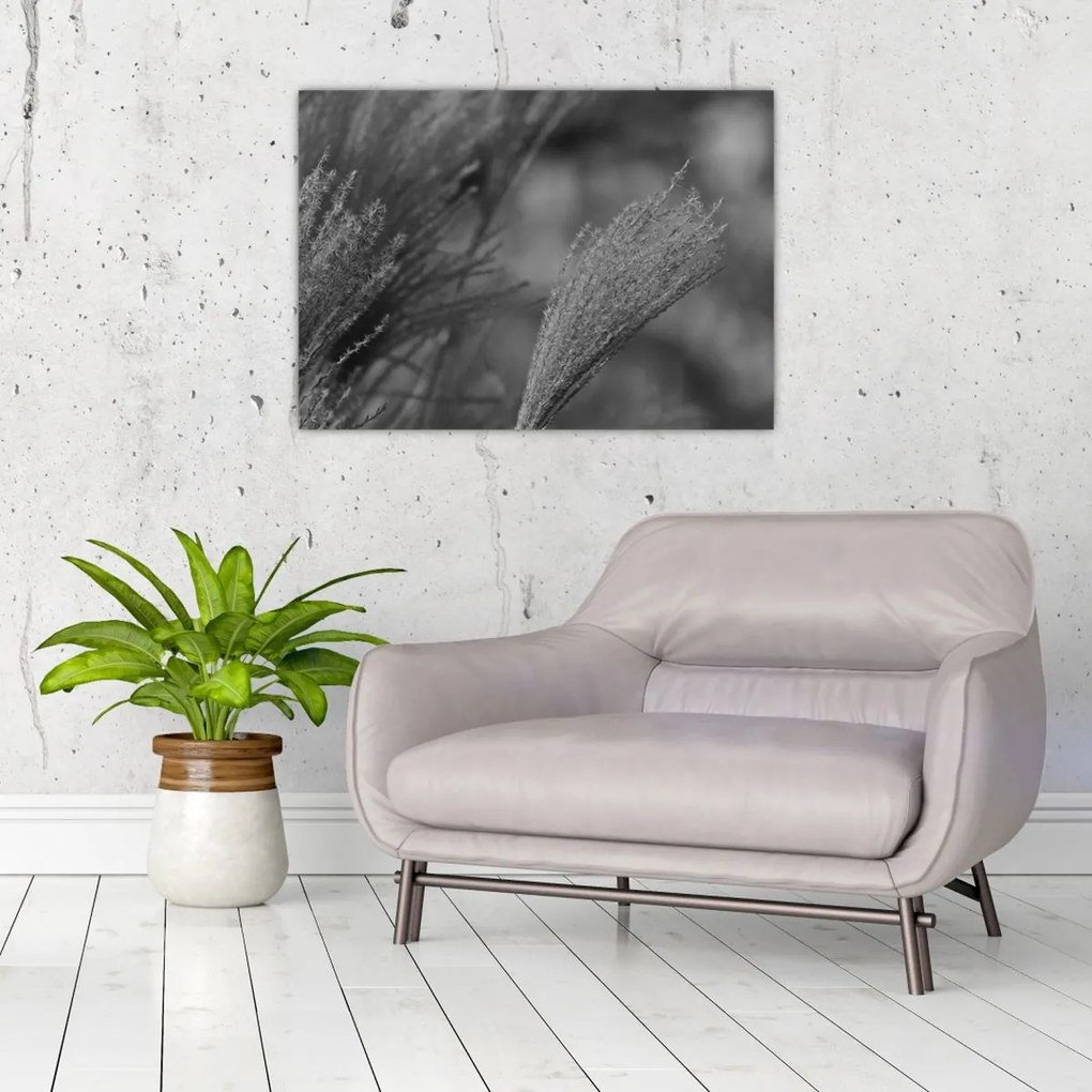 Kép - Szárított pampafű (70x50 cm)