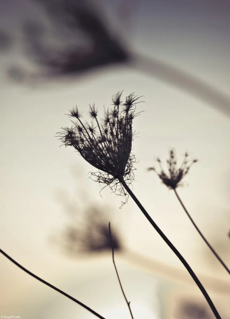 Poszter 20,5x28,4cm Püspöki fű sziluett, Assaf Frank