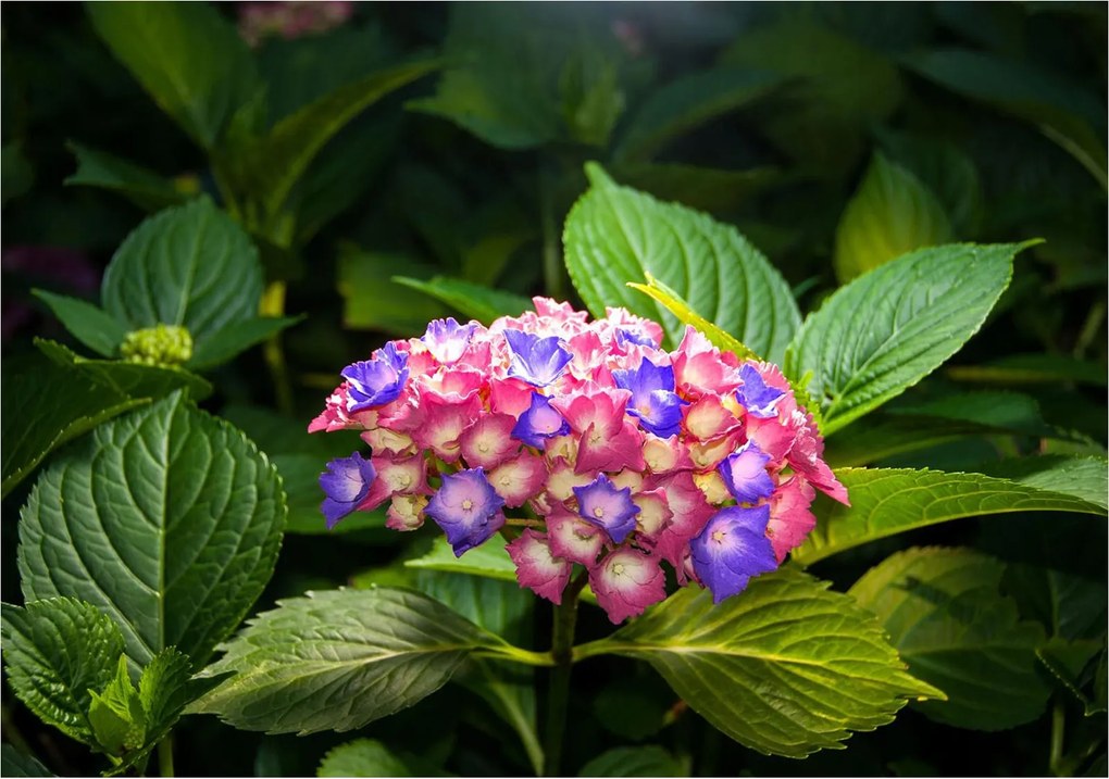 Fotótapéta flizelin Hortenzia rózsaszín-lila frissesség 254x184 +ragasztó