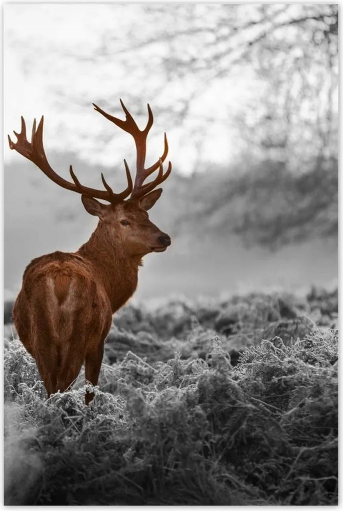 Poszter 60x90 Méltóságteljes szarvas szarvakkal