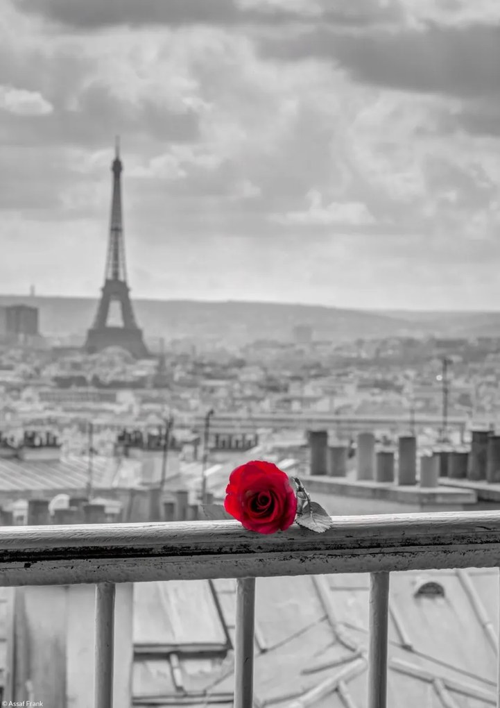Poszter 21x29,7cm Rózsa az erkély korlátján, Eiffel-toronnyal a háttérben, Assaf Frank