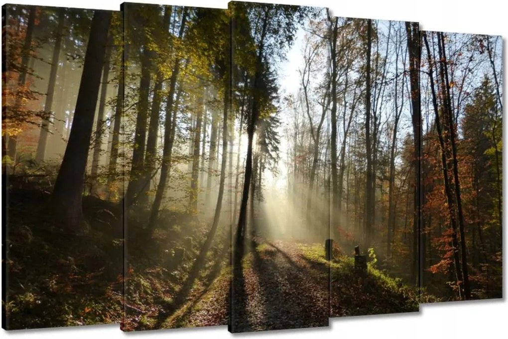 Képek 150x95 Napfelkelte az erdőben