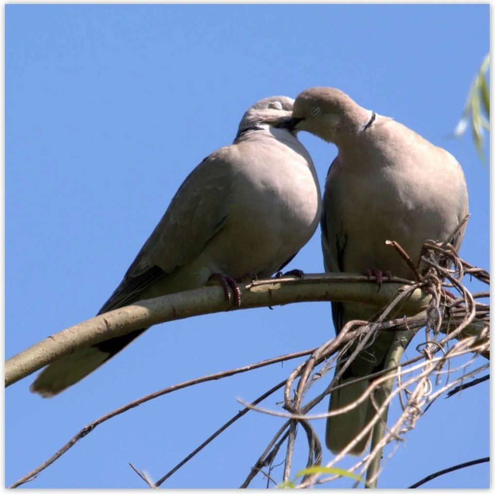 Poszterek 100x100 Szerelem Érzés Párkapcsolat