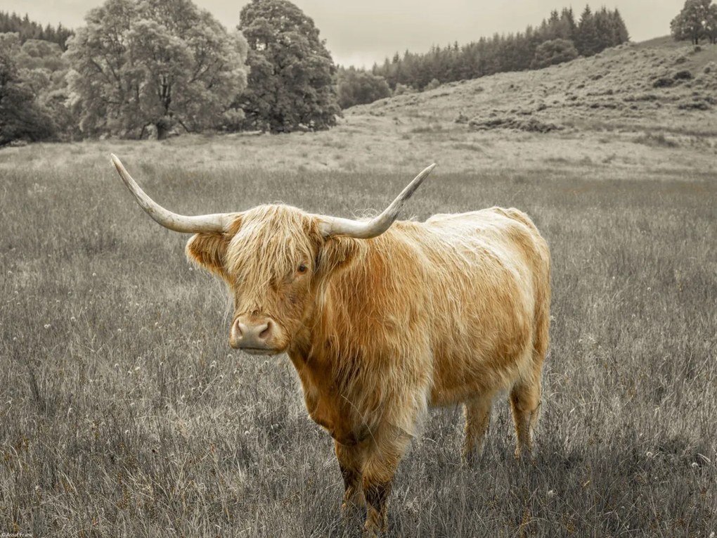 Poszter 40x30cm Hegyi tehén 3, Assaf Frank