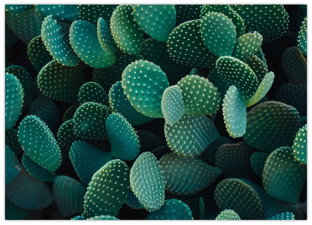Üveg kép - Opuntia (70x50 cm)