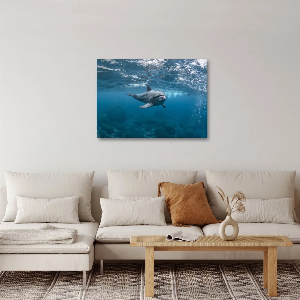 Kép - Delfin a felszín alatt (70x50 cm)