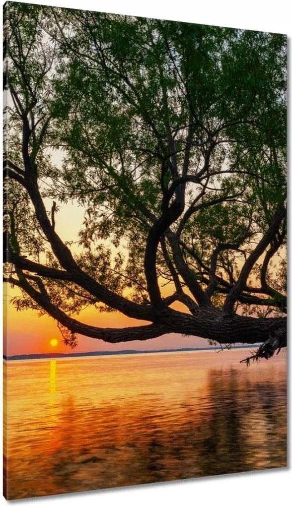 Vászonkép 80x120 Fa Levelek Tó