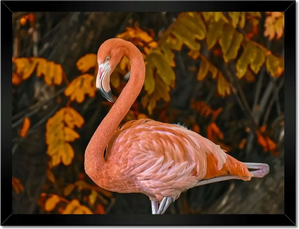 Poszterek keretben 40x30 Pelikán a természetben