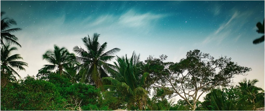Kép - pálmafák (120x50 cm)