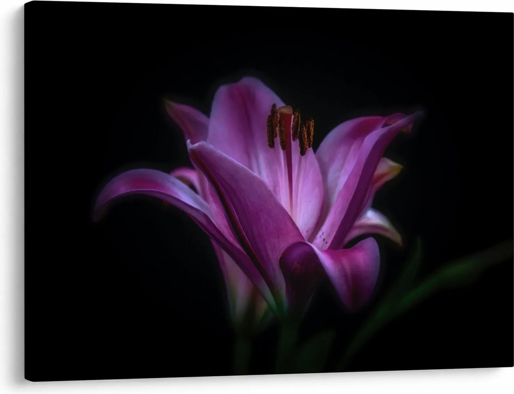 A liliom képe (70x50 cm)