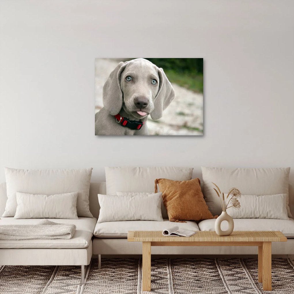 Kép - weimaraner kölyökkutya (70x50 cm)