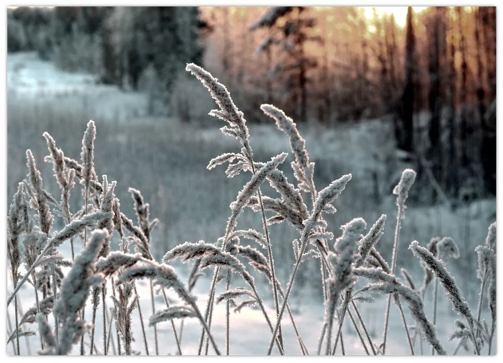 Üveg kép - Fagyott rét (70x50 cm)