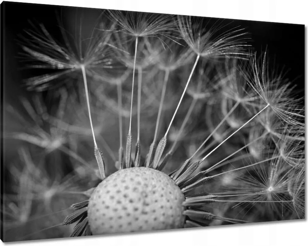 Vászonkép 100x70 Pitypang Virág Virágok