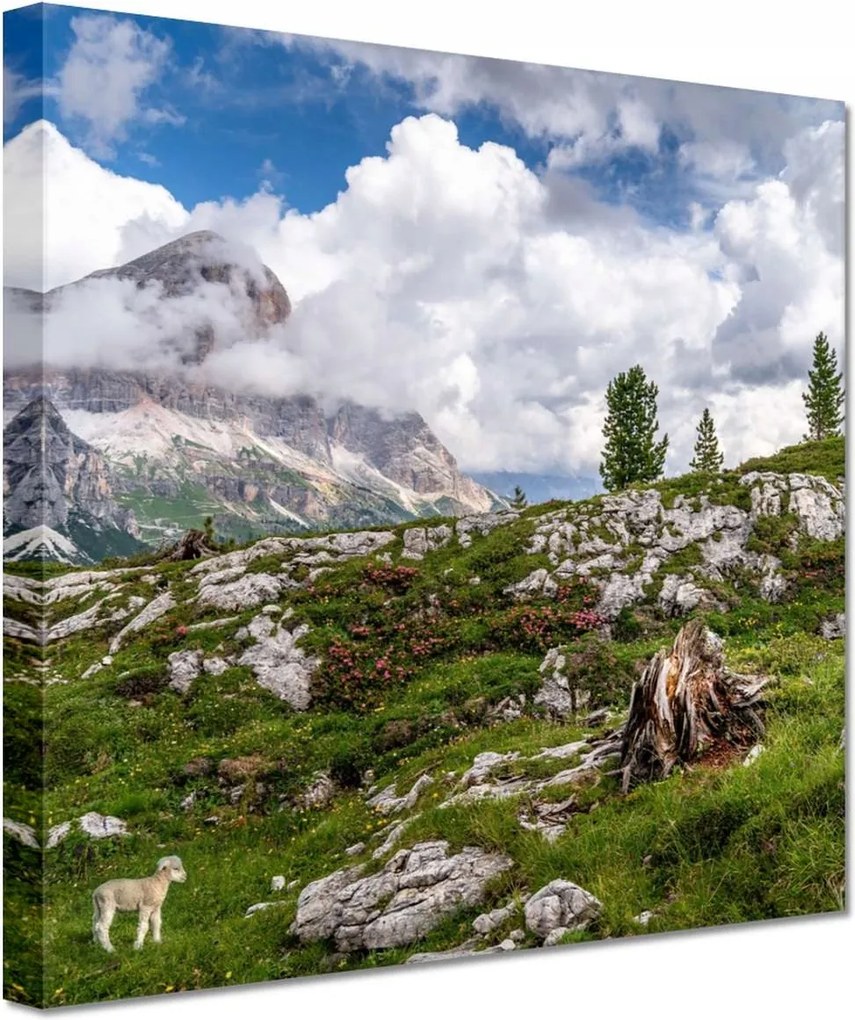 Vászonkép 60x60 Bárány a hegyekben Kilátás