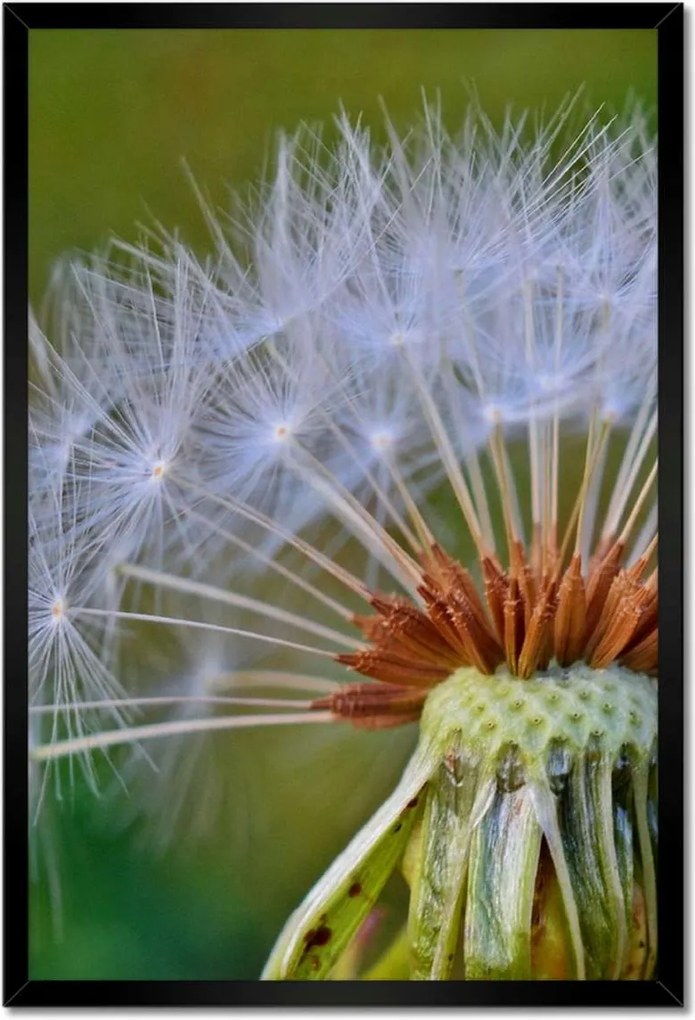 Poszterek keretben 40x60 Pitypang Virág Virágok