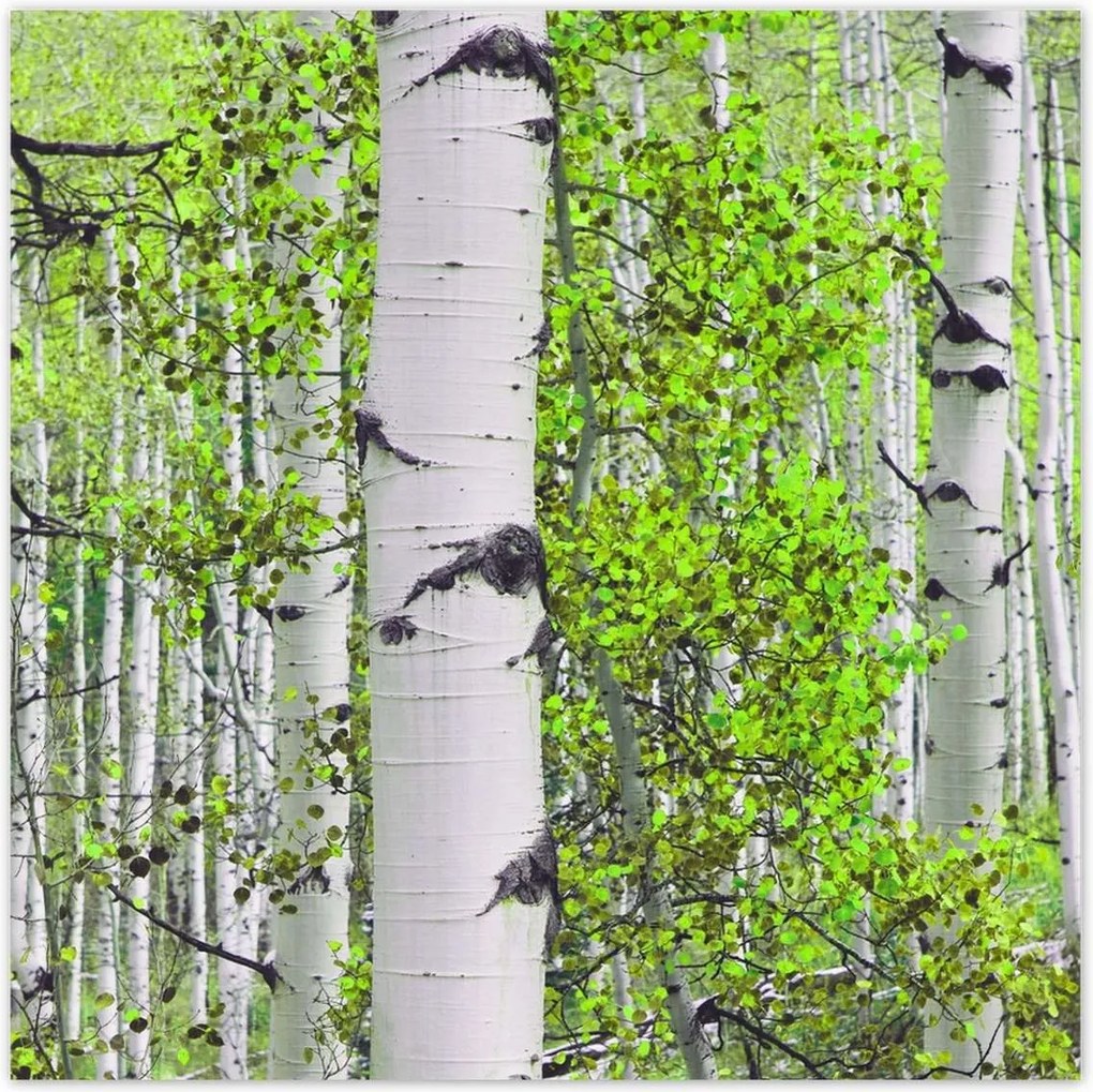 Poszterek 100x100 Tavaszi zöld