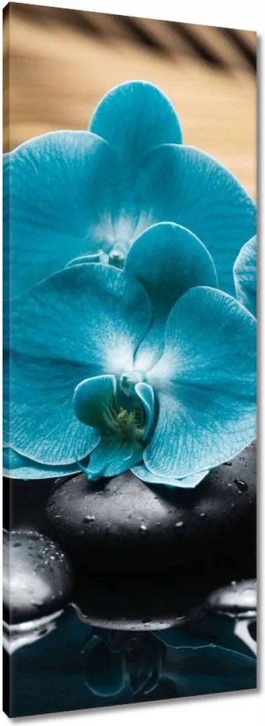 Vászonkép 40x100 Türkiz orchidea Virág