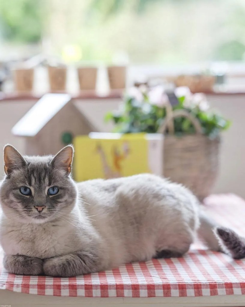 Poszter 40x50cm Macska az asztalon, Assaf Frank