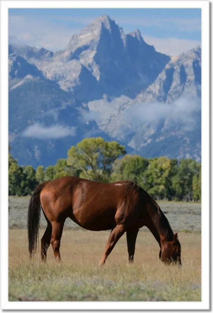 Poszterek keretben 40x60 Ló a prérin