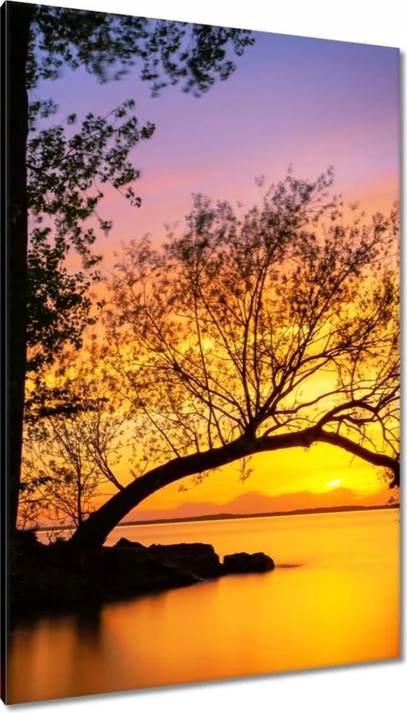 Vászonkép 80x120 Fák Naplemente