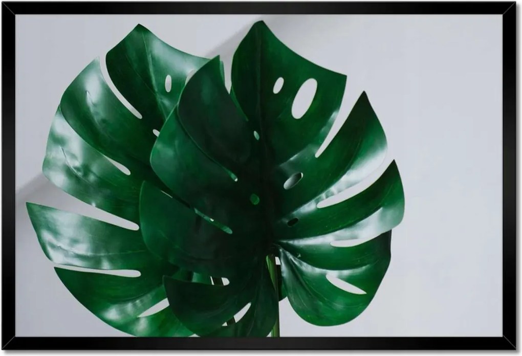 Poszter keretben 60x40 Mosnter levelek lyukas