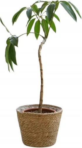 Shein Virágtartó Fedél Barna Klasszikus 2M