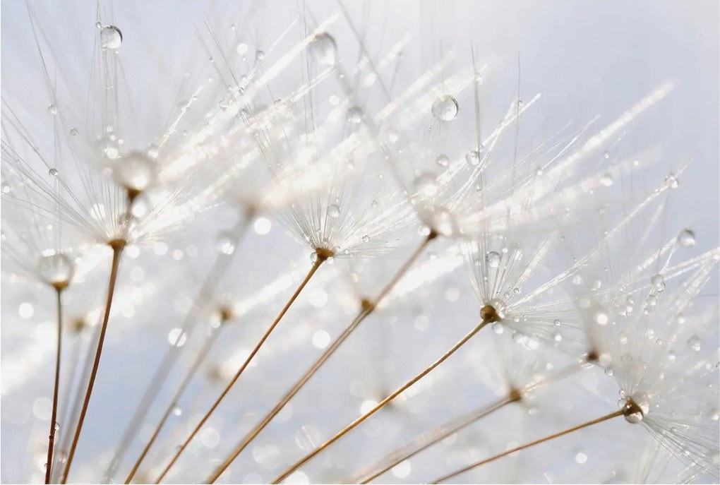 Fotótapéta Fali ragasztó szett Rosa pitypang 104x70 ragasztó