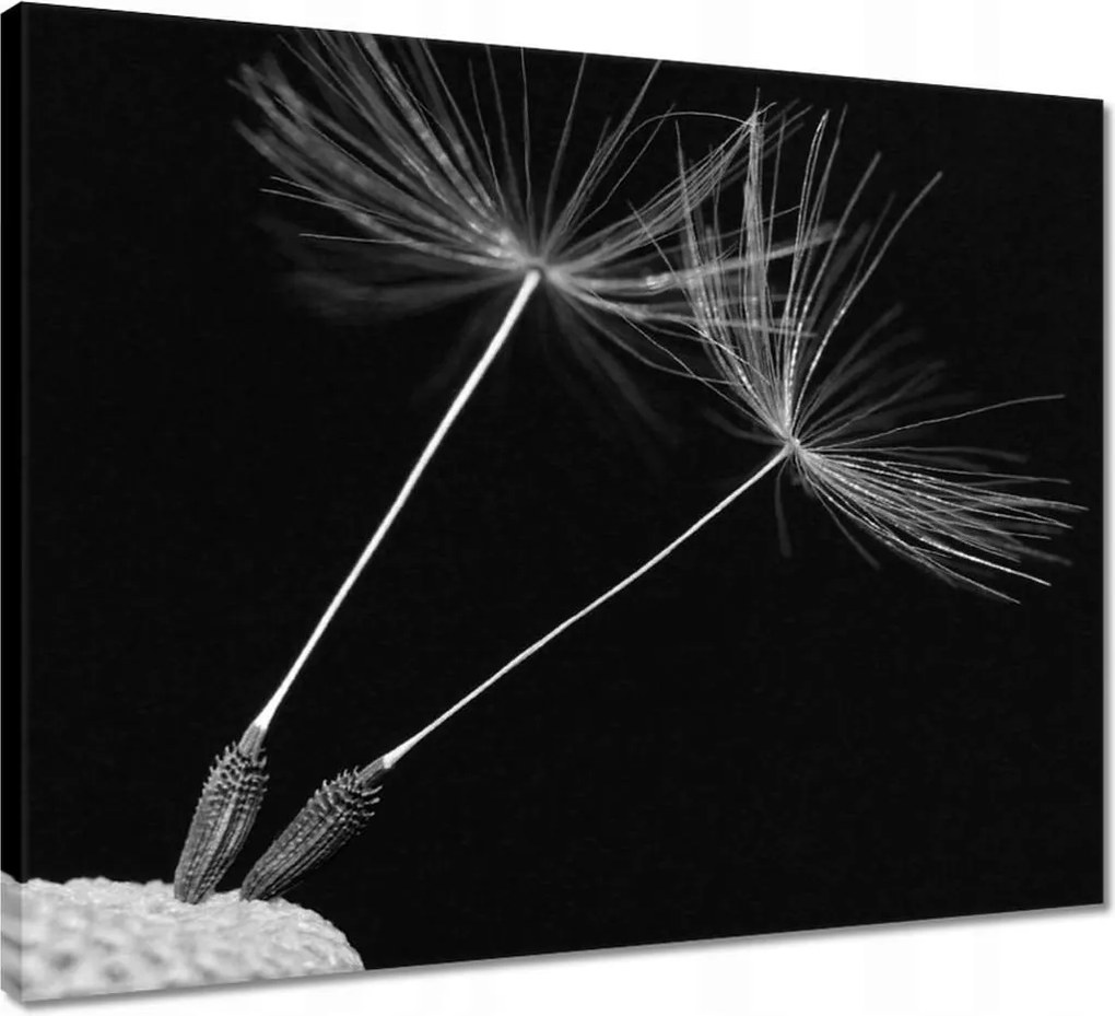 Vászonkép 50x40 Pitypang Virág Virágok