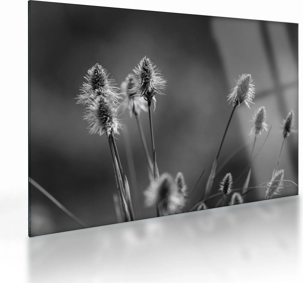 Üveg kép - Bézs színű puha fű N⁰2 (70x50 cm)