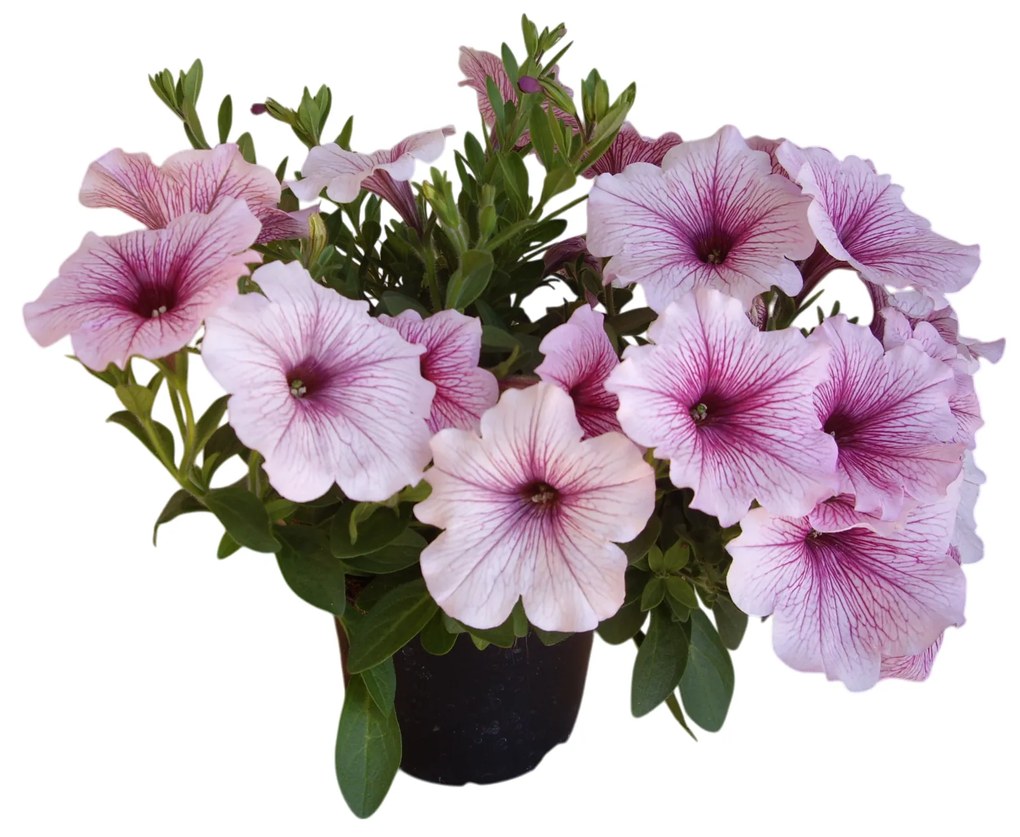 Petúnia cs:12cm Nagyvirágú Petunia