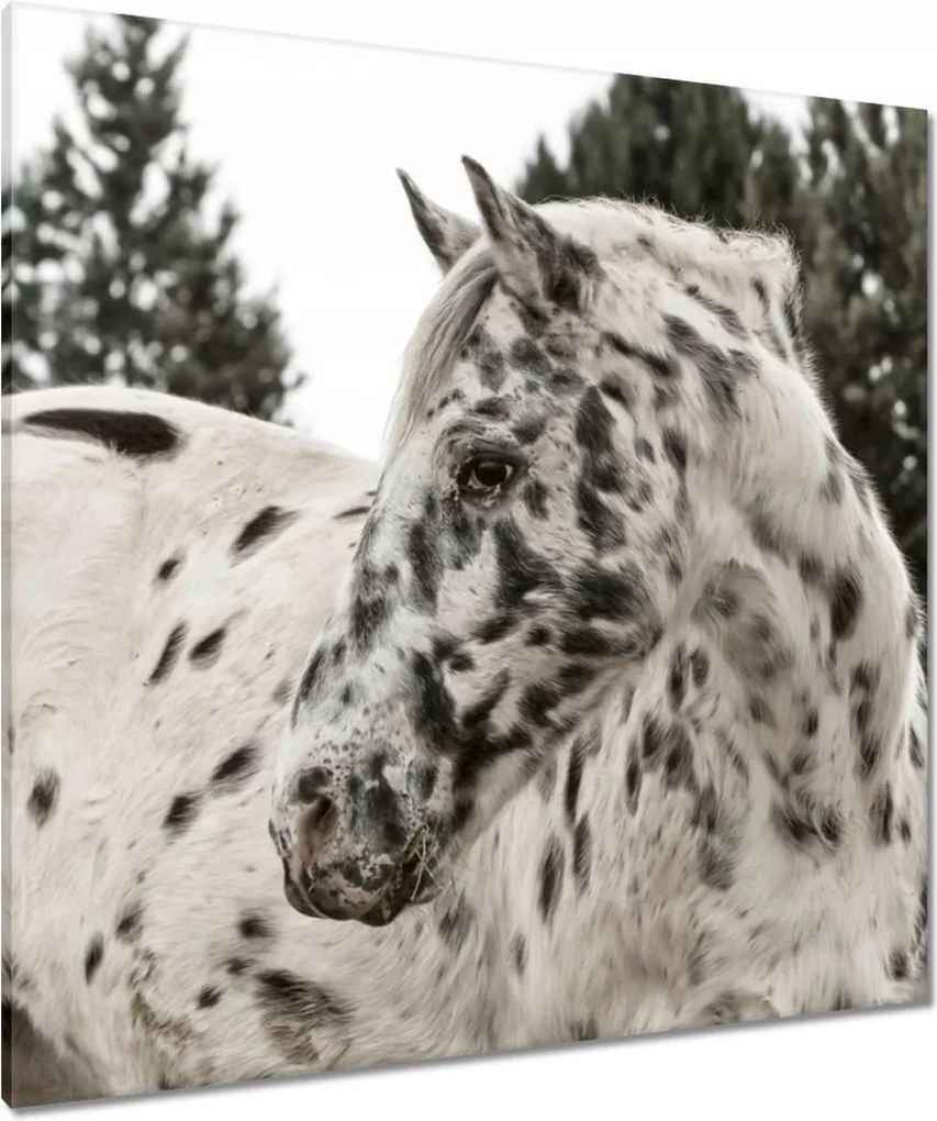 Vászonkép 90x90 Almás ló