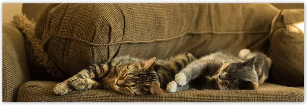 Poszterek 200x66 Cica Cicák