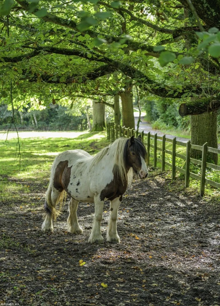 Poszter 20,5x28,4cm Ló a farmon, Assaf Frank