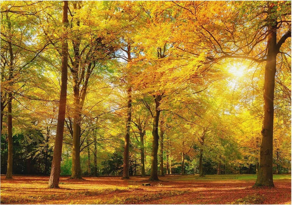 Fotótapéta Flizelin Hálószoba és Nappali Tapéta Arany levelek 312x219