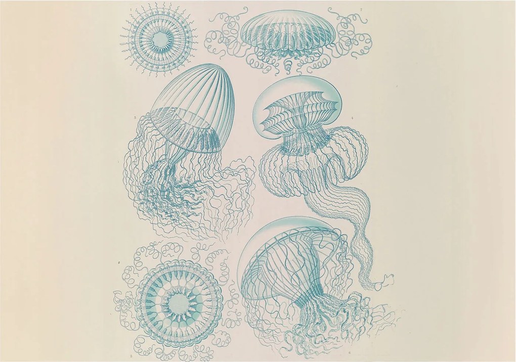 Fotótapéta Flizelina Nappali és Hálószoba Tengeri medúzák 208x146 Ragasztó