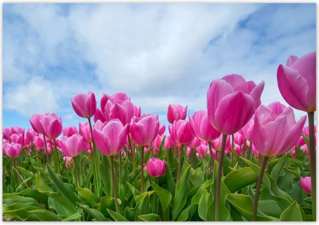 Fotótapéták 416x290 Tulipánok Valentin napra