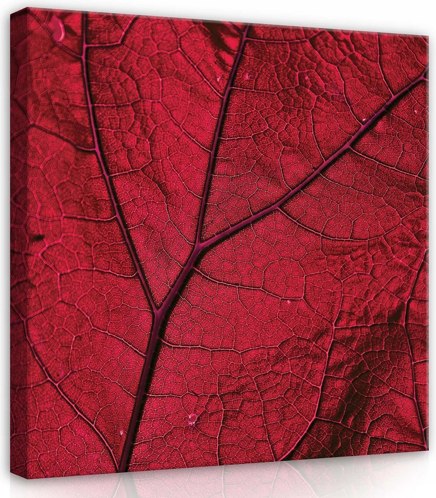 Vászonkép 80x80 Makro levelek piros levél damil levél természet textúra