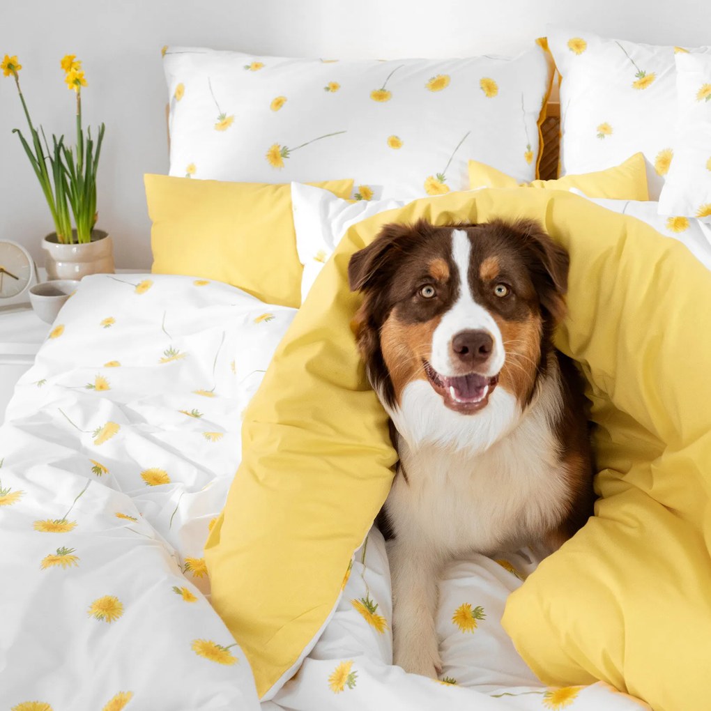 Goldea pamut ágyneműhuzat duo - pitypangok, sárga hátoldal 140 x 200 és 70 x 90 cm